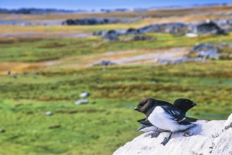 Little auks (Alle alle) perched on on a rock in a arctic landscape in the summer Svalbard, Norway
