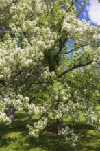 Malus sieboldii 'Snowdrift', Toringo Crabapple tree with white flower blossoms in spring, Montreal