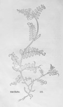 Vetch (Vicia sepium), woodcut by Leonhart Fuchs, from New Kreüterbuch, neues Kräuterbuch, Michael