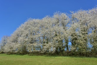 Row of blossoming cherry trees under a clear blue sky over a green meadow, Seckmauern, Lützelbach,
