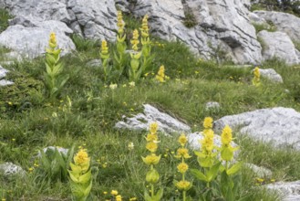 Great yellow gentian (Gentiana lutea), Monte Baldo, Veneto, Italy