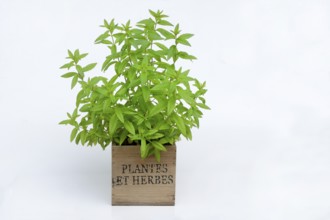 Lemon verbena, plant in pot, Aloysia citrodora