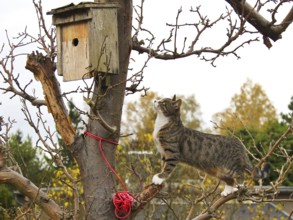 Domestic Cat (Felis catus) sneaking up bird nest box, Brandenburg, Germany