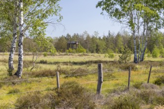 Observation tower on the heath trail through the Gohrischer Heide near Gröditz, Saxony, Germany