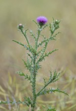 Way thistle (Carduus acanthoides), flowering, spider threads with dewdrops, Thuringia, Germany