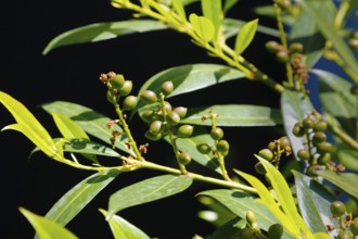 Laurel cherry (Prunus laurocerasus), cherry laurel, evergreen shrub, hardy, poisonous plant,