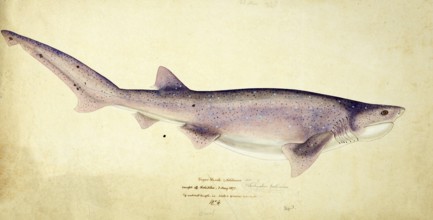 Broadnose sevengill shark, Notorynchus cepedianus, broadnose sevengill shark, fish, reproduction of