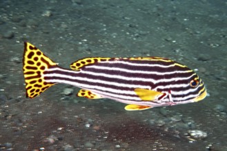 A black and yellow fish with stripes, Oriental sweetlips (Plectorhinchus vittatus), swimming over a