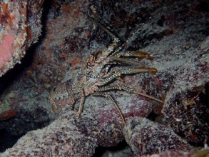 A crayfish with a striking pattern, guinea chick crayfish (Panulirus guttatus), on the seabed. Dive