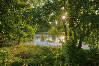 Sunbeams break through the dense canopy of leaves and illuminate a calm river in a green landscape,