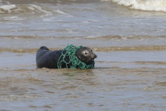 Grey seal (Halichoerus grypus) adult animal in the sea with a piece of netting around its neck,