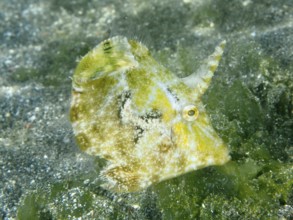 A seagrass filefish (Acreichthys tomentosus) with natural camouflage in the sand with green algae,