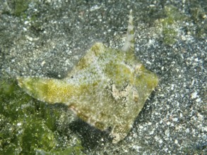 A small seagrass filefish (Acreichthys tomentosus) with a horn-like appendage on a sandy bottom,