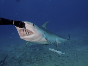 Diver feeding a Tiger Shark (Galeocerdo cuvier), dive site Jupiter, Florida, USA