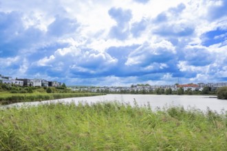Phoenix Lake Dortmund, green reeds in the foreground and to the side, houses in the background,