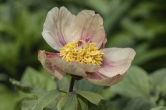 Caucasian peony (Paeonia mlokosewitschii), Emsland, Lower Saxony, Germany