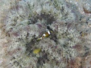 A juvenile Clark's anemonefish (Amphiprion clarkii) hiding in a large glass bead anemone