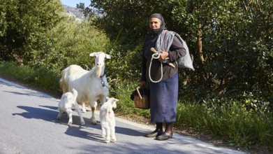 An elderly woman with three goats on a rural road, traditional clothing, sheep (e) or goat (n),