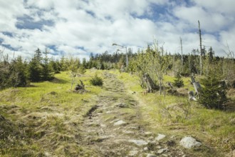 Ascent to the Gentiana bavarica, Bavarian Forest, Bavaria, Germany