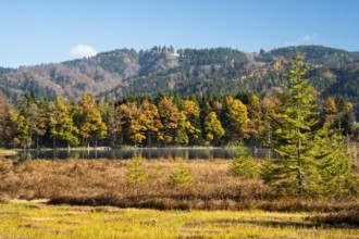 The Hengelesweiher pond in the Hengelesweiher nature reserve in autumn. The lake is surrounded by