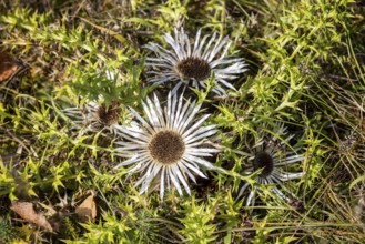 Silver thistle (Carlina acaulis), close-up of a flower. Germany