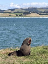 Young New Zealand sea lion at Katiki Point Lighthouse, South Island, New Zealand, Oceania