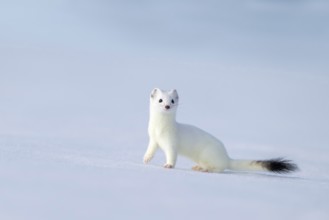 Ermine or large weasel (Mustela erminea), in winter fur, Eggen, Terfens, Tyrol, Austria
