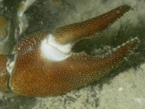 Close-up showing the detailed structure of a crayfish claw, in particular the eponymous white spot,