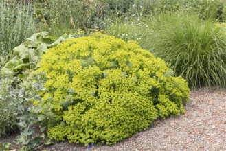 Steppe spurge (Euphorbia seguieriana subsp. niciciana)