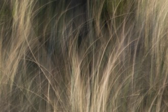 Beach grass, beach-like, dunes, wiping picture, Søndervig beach, Ringkøbing Fjord, Denmark
