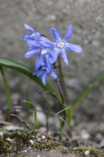 Blue star (Scilla bifolia), Rhineland-Palatinate, Germany