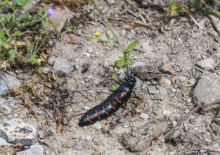 A black-orange beetle on an earthy substrate between small plants and stones, Beetle (Berberomeloe
