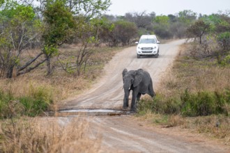 Off-road vehicle on a gravel track, African elephant (Loxodonta africana), adult, crossing a road,