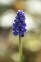 Grape hyacinth (Muscari botryoides), Rhineland-Palatinate, Germany