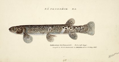 Galaxias brevipinnis, also called climbing galaxias, a freshwater fish of the genus Galaxias, fish,