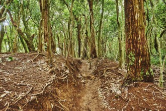 Landscape of Rainforest at the Lulumahu trail to the Lulumahu falls, Honolulu Watershed Forest