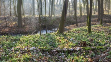 Early spring in the floodplain forest, spring snowflakes in bloom (Leucojum vernum), sun shining