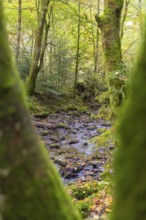 A stream flows through a densely overgrown, mossy forest, Monbachtal, Bad Liebenzell, district of