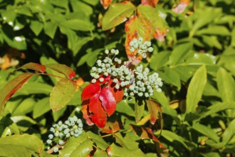 Holly (Ilex), Hülsdorn, Hülshülsen, Hulst, winter berries, Christdorn evergreen shrub with berries,