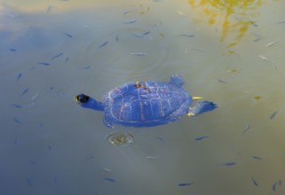 Turtle swimming in calm water with small fish, turtles, Caspian turtle (Mauremys caspica), turtle