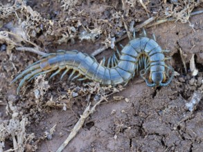 Scolopender, giant centipede, Scolopendromorpha, (Chilopoda), El Millaron, Salorino, Extremadura /