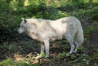 Arctic wolf (Canis lupus arctos), white wolf, Arctic wolf, adult, in summer, captive, Canada, North