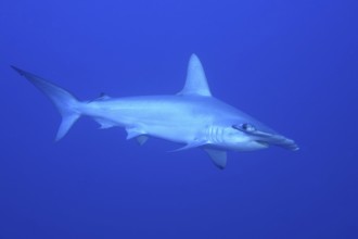 Scalloped hammerhead shark (Sphyrna lewini)