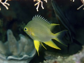 A Golden damselfish (Amblyglyphidodon aureus) swimming in front of corals in the sea, surrounded by