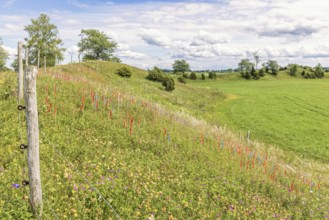 Esker with flowering wildflowers and marking flags for feather grass (Stipa pennata) in a nature