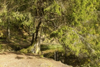Old conifer on the bank of the rafting pond near Muldenhammer, Vogtland, Saxony, Germany