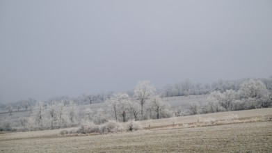 Winter landscape with hoarfrost, Weinviertel near Hadres, Lower Austria, Austria