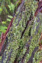 Trumpet cup lichen (Cladonia fimbriata) growing on a rotten tree stump in a forest
