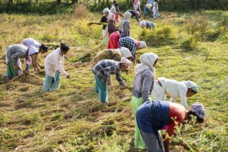 Group of women harvesting rice paddy, in a rice agricultural field, in Bokakhat, India, on 1