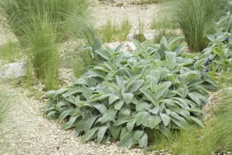 Wooly Willow (Stachys byzantina 'Big Ears'), Tuinen van Appeltern, Netherlands